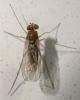 Sciapus sp.